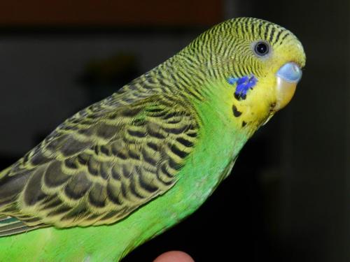 Lulu'